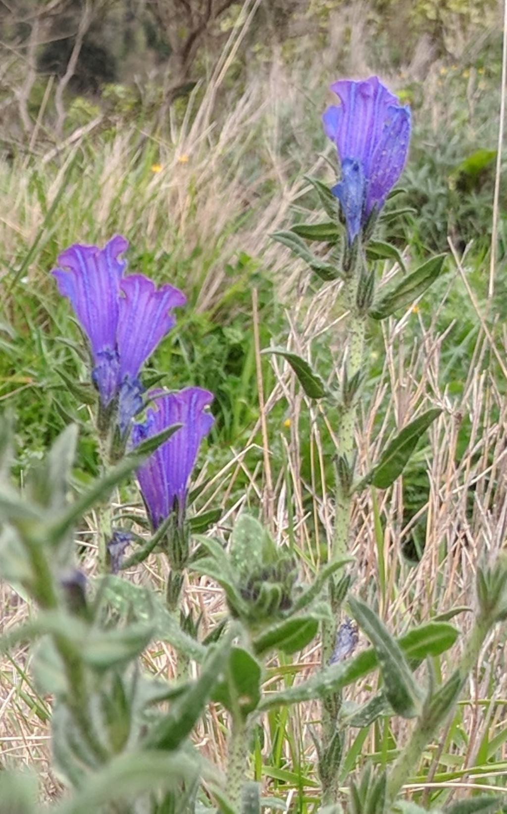Echium creticum ?... Echium cfr. arenarium